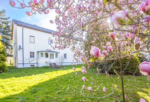 Magnolie Blick zum Anbau