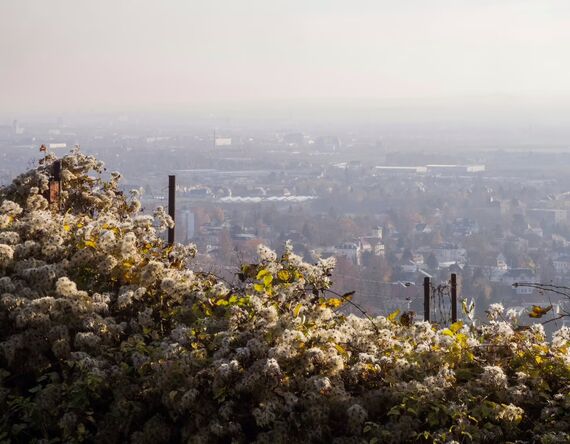 Immobilienmakler Radebeul – Wohnen in den Weinbergen